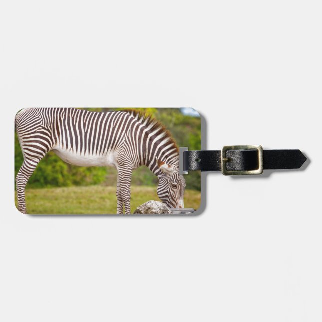 Grazing Zebra Luggage Tag (Front Horizontal)