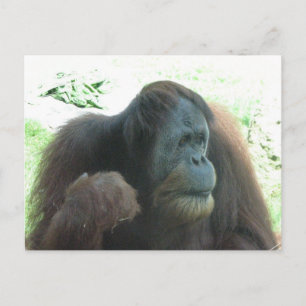 Great Ape Postcard
