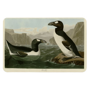 Great Auk - John James Audubon's Birds of America Magnet