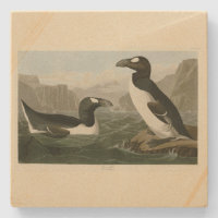 Great Auk - John James Audubon's Birds of America