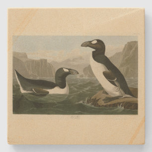 Great Auk - John James Audubon's Birds of America Stone Coaster