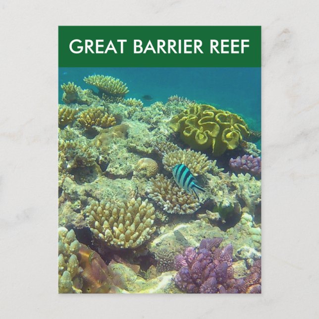 great barrier fish postcard (Front)