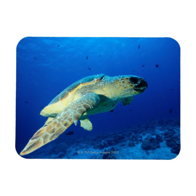 Great Barrier Reef, Australia 2 Magnet (Horizontal)