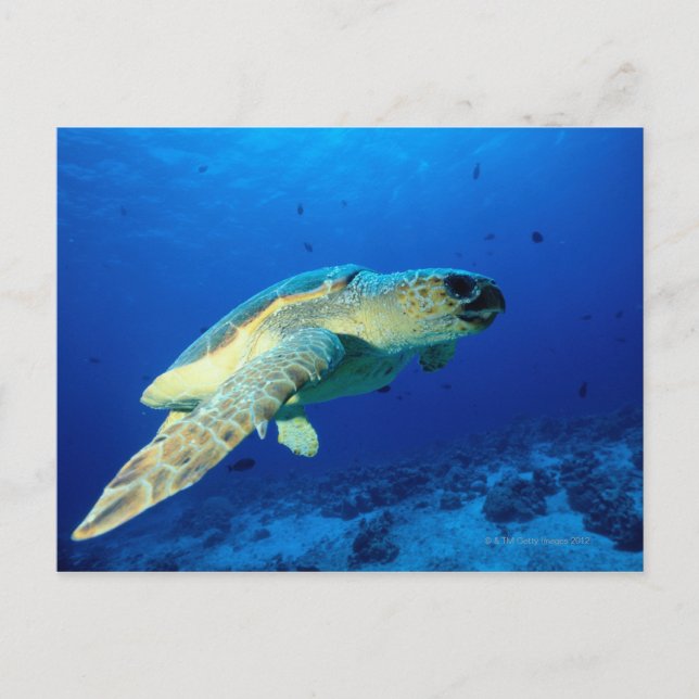 Great Barrier Reef, Australia 2 Postcard (Front)