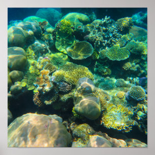 Great Barrier Reef Coral - #2 Poster