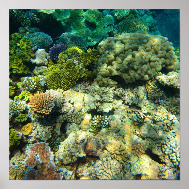 Great Barrier Reef Coral - #5 Poster (Front)