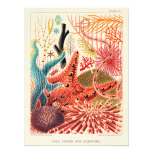 Great Barrier Reef Echinoderms Photo Print