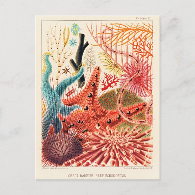 Great Barrier Reef Echinoderms Postcard (Front)