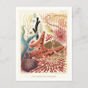 Great Barrier Reef Echinoderms Vintage Postcard