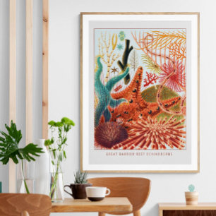 Great Barrier Reef Echinoderms   Vintage  Poster