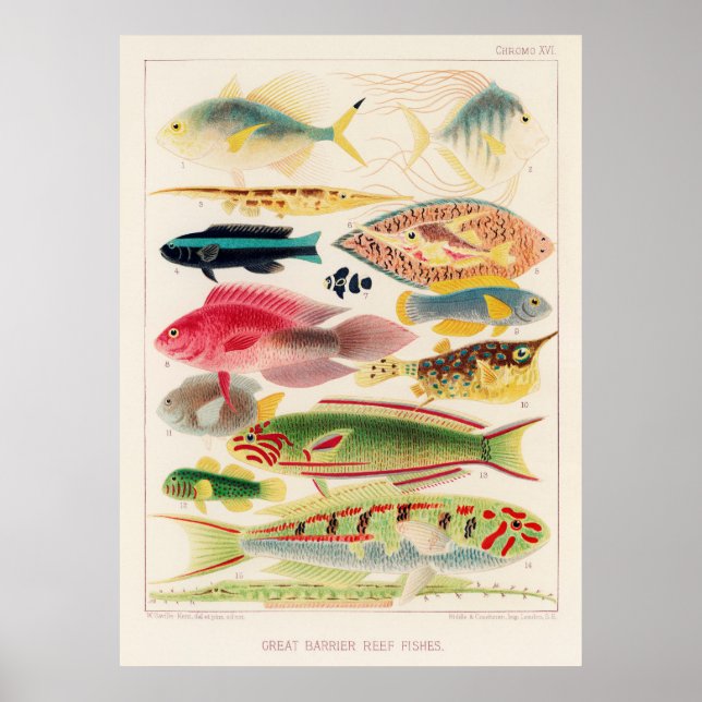Great barrier reef fish of Australia Poster (Front)