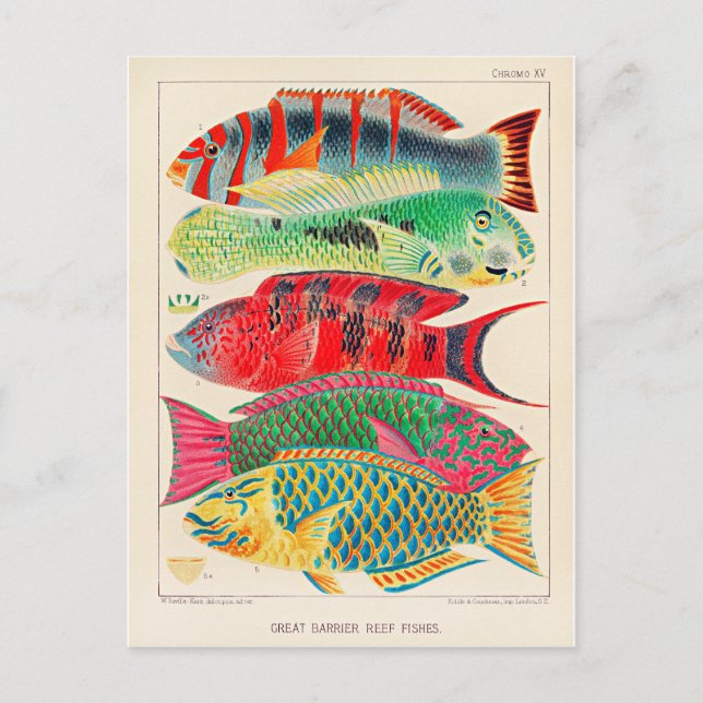 Great Barrier Reef Fishes Postcard (Front)