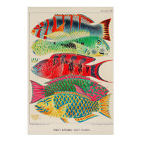 Great Barrier Reef Fishes