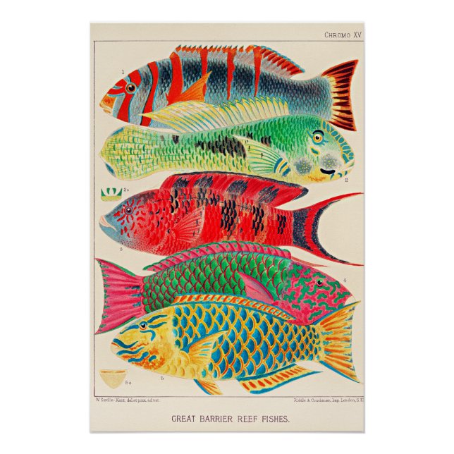 Great Barrier Reef Fishes Poster (Front)