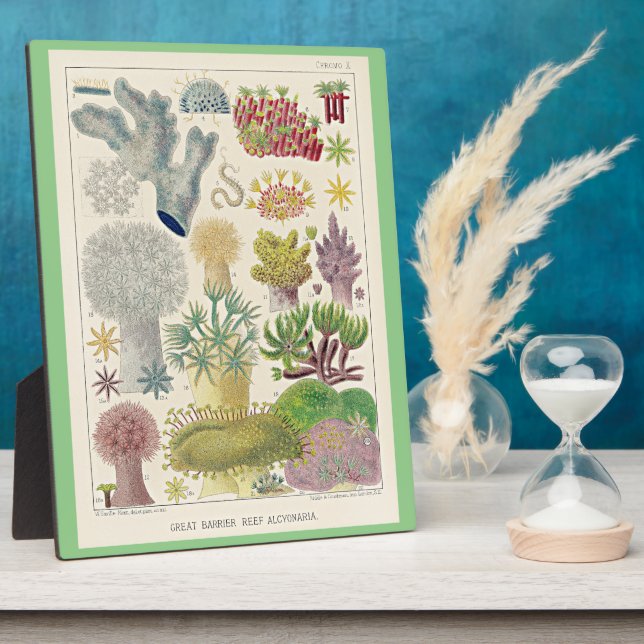 Great Barrier Reef of Australia, Alcyonaria, Plaque (Side)