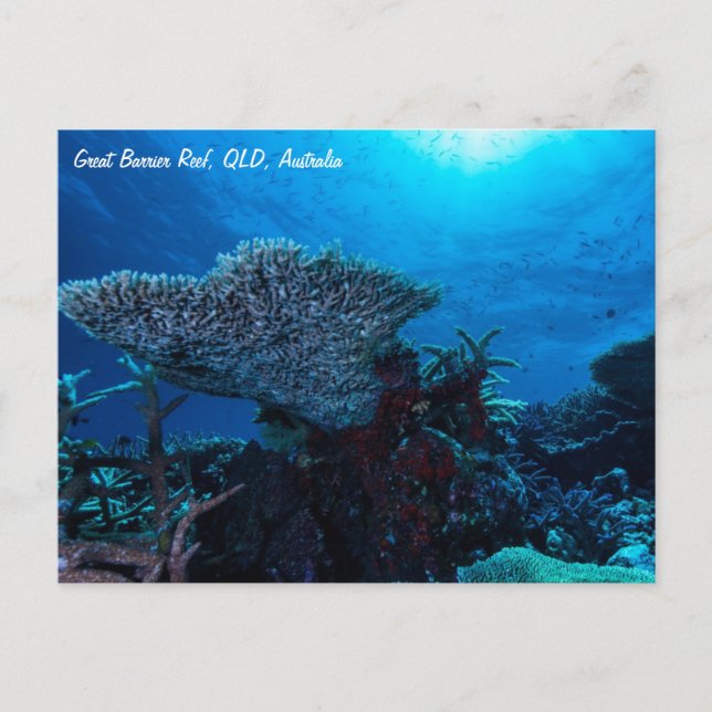 Great Barrier Reef Postcard (Front)
