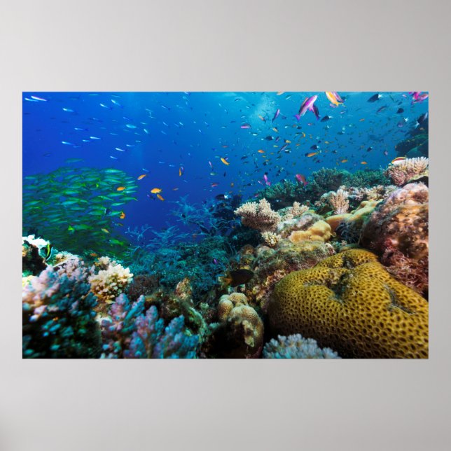 Great Barrier Reef Poster (Front)