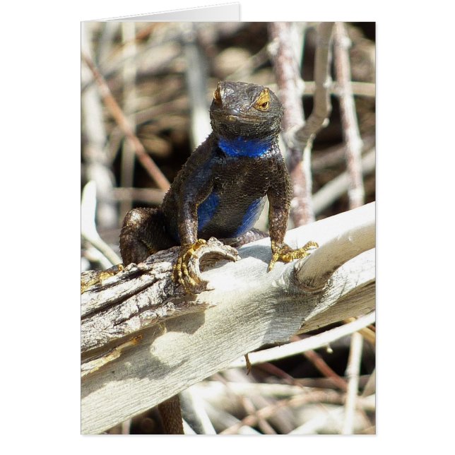 Great Basin Fence Lizard at Joshua Tree (Front)
