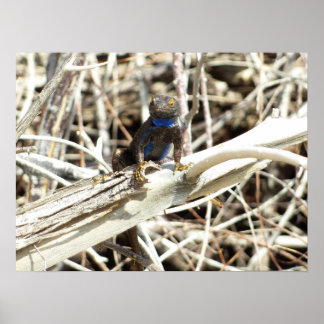 Great Basin Fence Lizard at Joshua Tree Poster