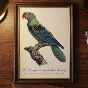 Great-Billed Parrot, Tanygnathus Megalorynchos Photo Print