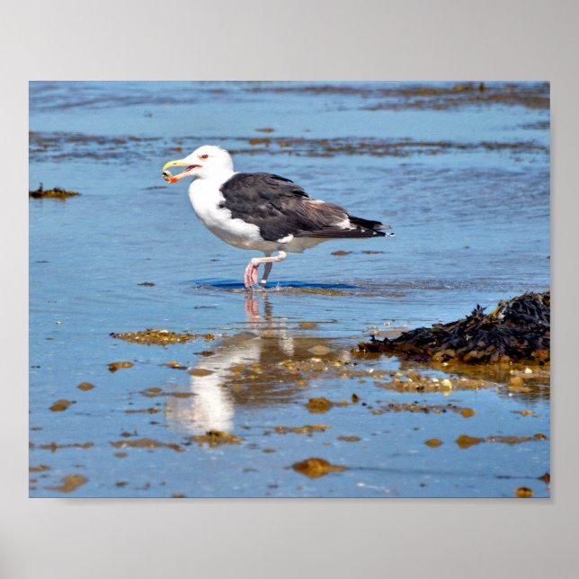Great Black-backed Gull in water  Poster (Front)