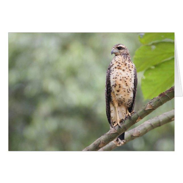 Great Black Hawk (Front Horizontal)