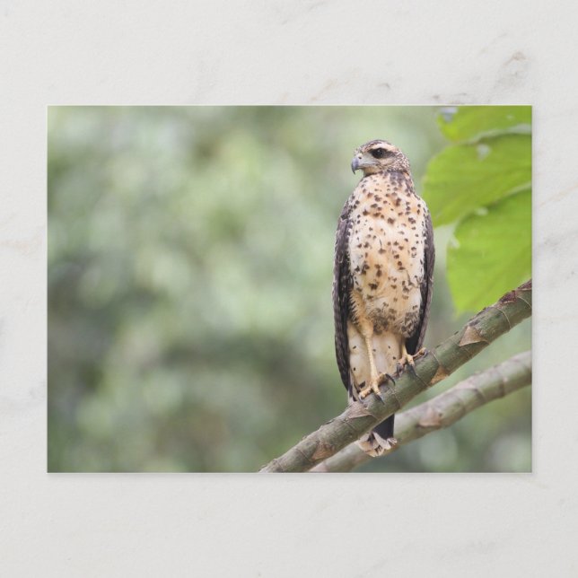 Great Black Hawk Postcard (Front)