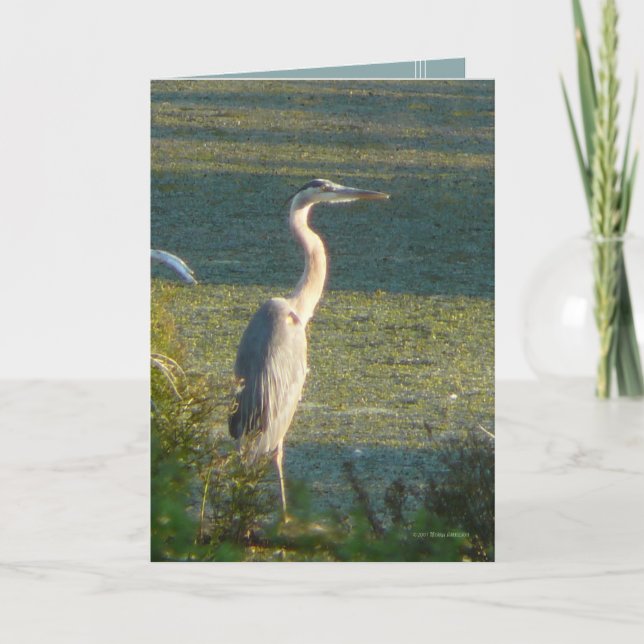 Great Blue Card (Front)