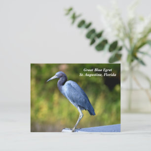 Great blue egret holiday postcard