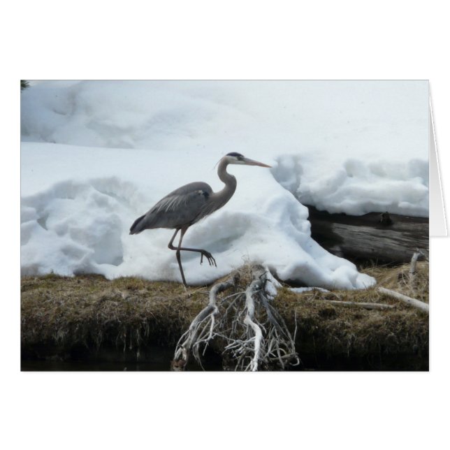 Great Blue Heron (Front Horizontal)