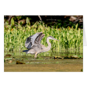 Great Blue Heron