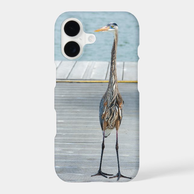 Great Blue Heron (Back)