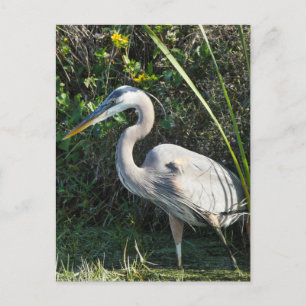 "Great Blue Heron 1." Postcard