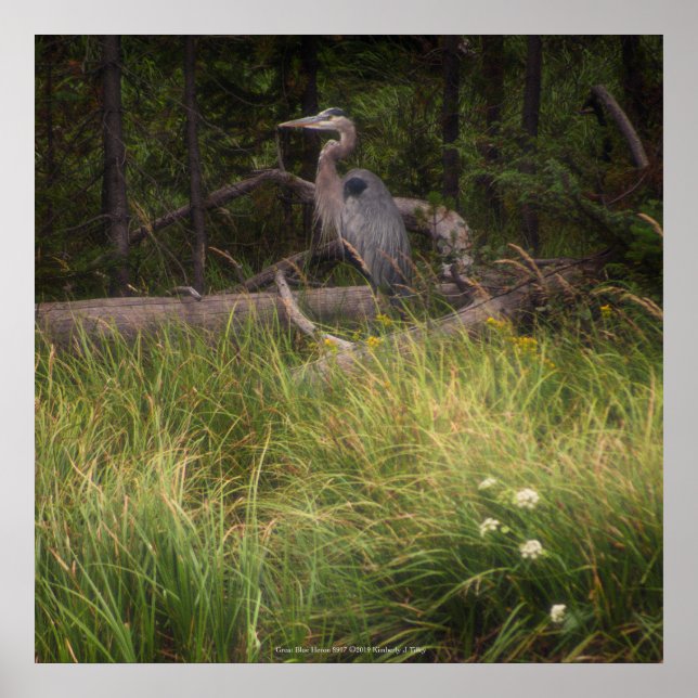 Great Blue Heron 8917 Poster (Front)