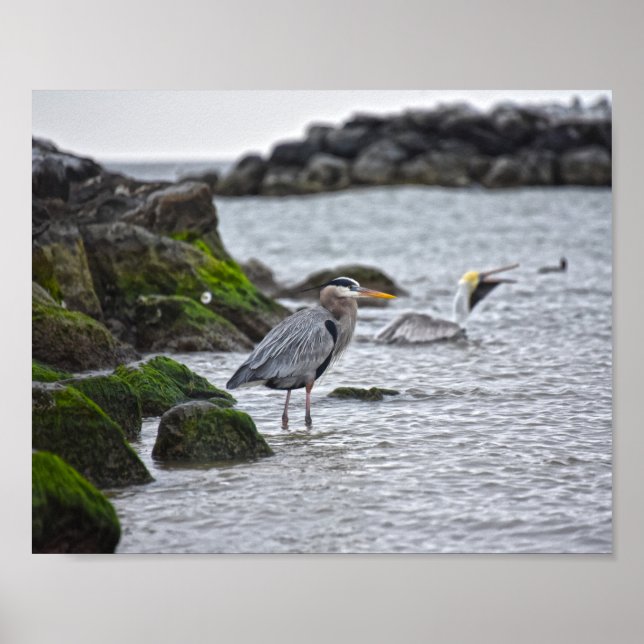 Great Blue Heron and Brown Pelican Poster (Front)