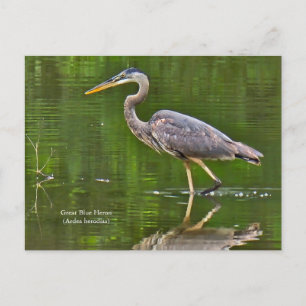 Great Blue Heron (Ardea herodias) Announcement Postcard