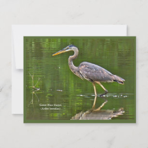 Great Blue Heron (Ardea herodias) Card