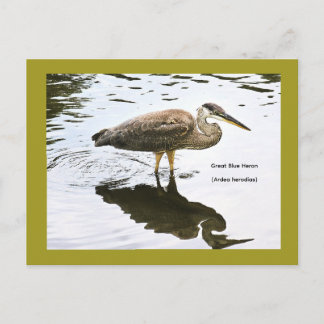 Great Blue Heron (Ardea herodias) Holiday Postcard
