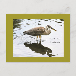 Great Blue Heron (Ardea herodias) Postcard