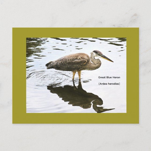 Great Blue Heron (Ardea herodias) Postcard (Front)