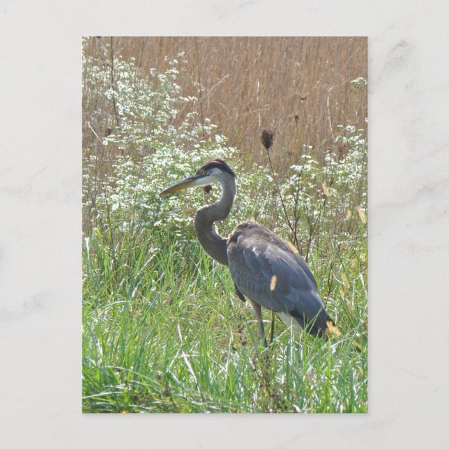 Great Blue Heron - Ardea herodias Postcard (Front)