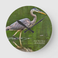 Great Blue Heron (Ardea herodias)