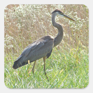 Great Blue Heron - Ardea herodias Square Sticker