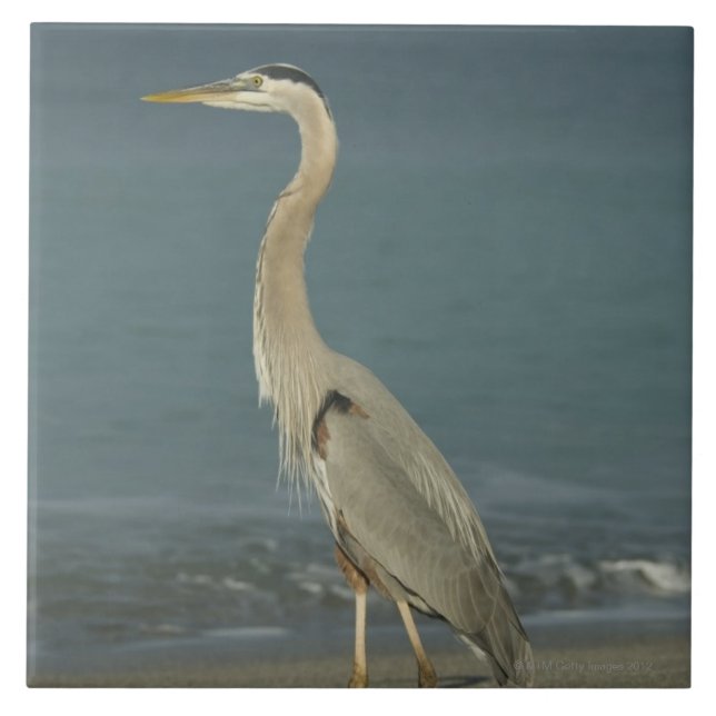Great Blue Heron (Ardea herodias) standing along Tile (Front)