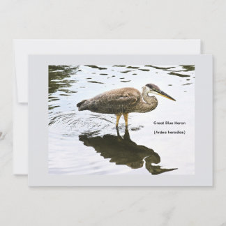 Great Blue Heron (Ardea herodias) Thank You Card