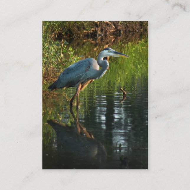 Great Blue Heron ATC Photo Card 2 (Front)