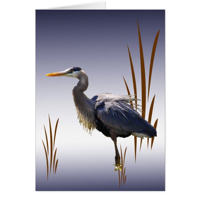 Great Blue Heron Blank Card (Front)