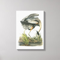 Great Blue Heron by Audubon