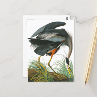 Great Blue Heron by John James Audubon Postcard