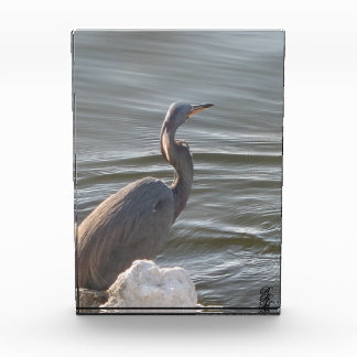 Great Blue Heron by the Water Photo Block